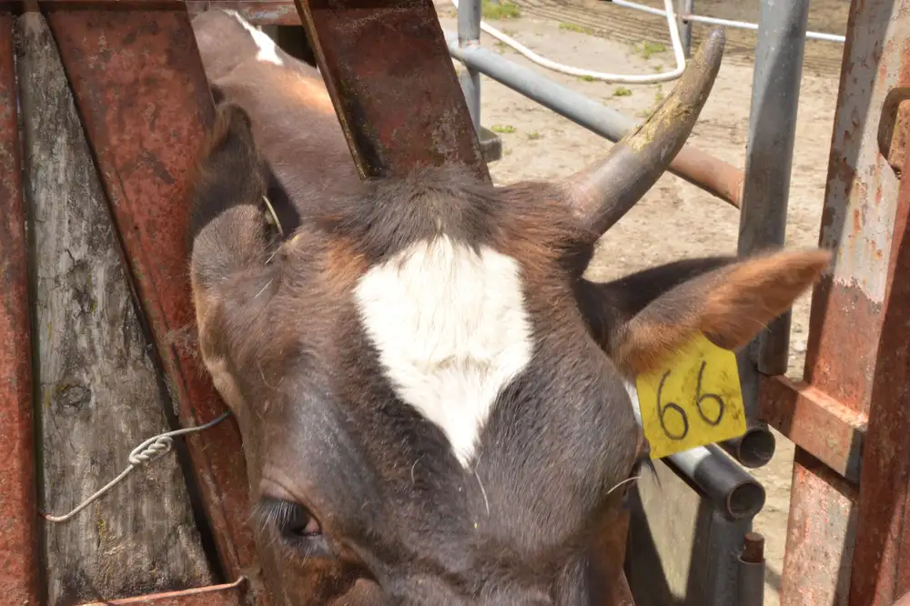 A cow which was treated with the disbudding alternative developed by Welfare Concepts