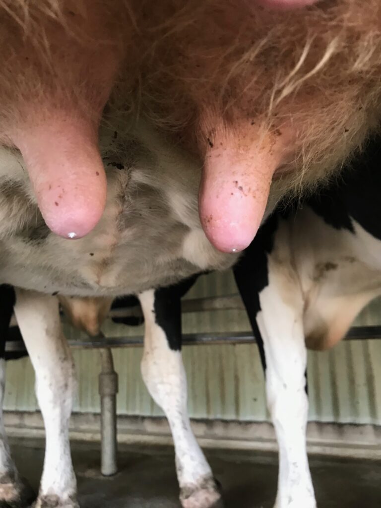 Cow teats