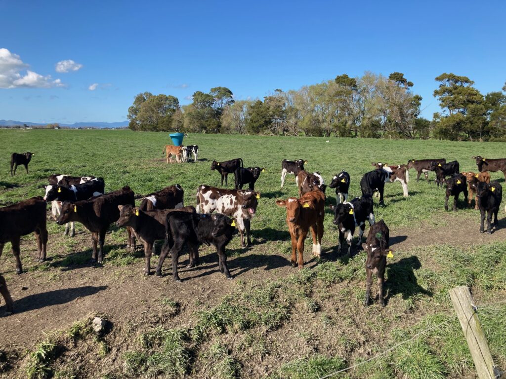 A group of calves in the paddock