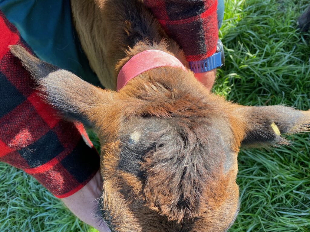 A calf treated with the disbudding alternative developed by Welfare Concepts