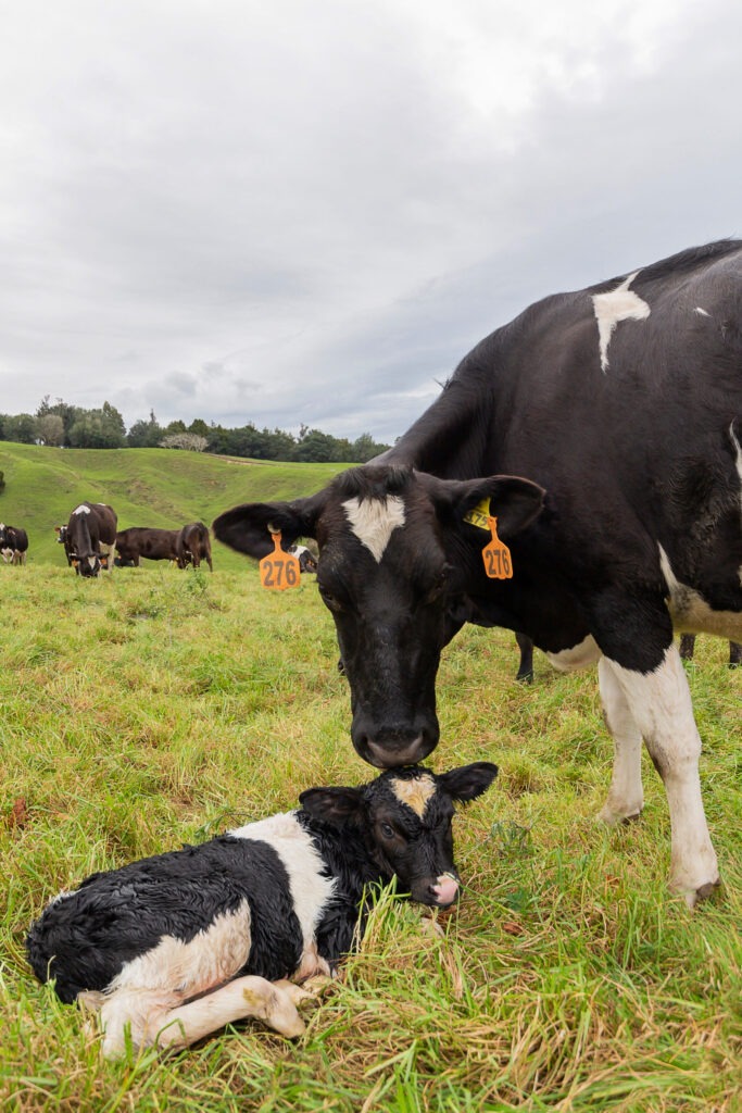 New Zealand Dairy Cows in the Paddocks