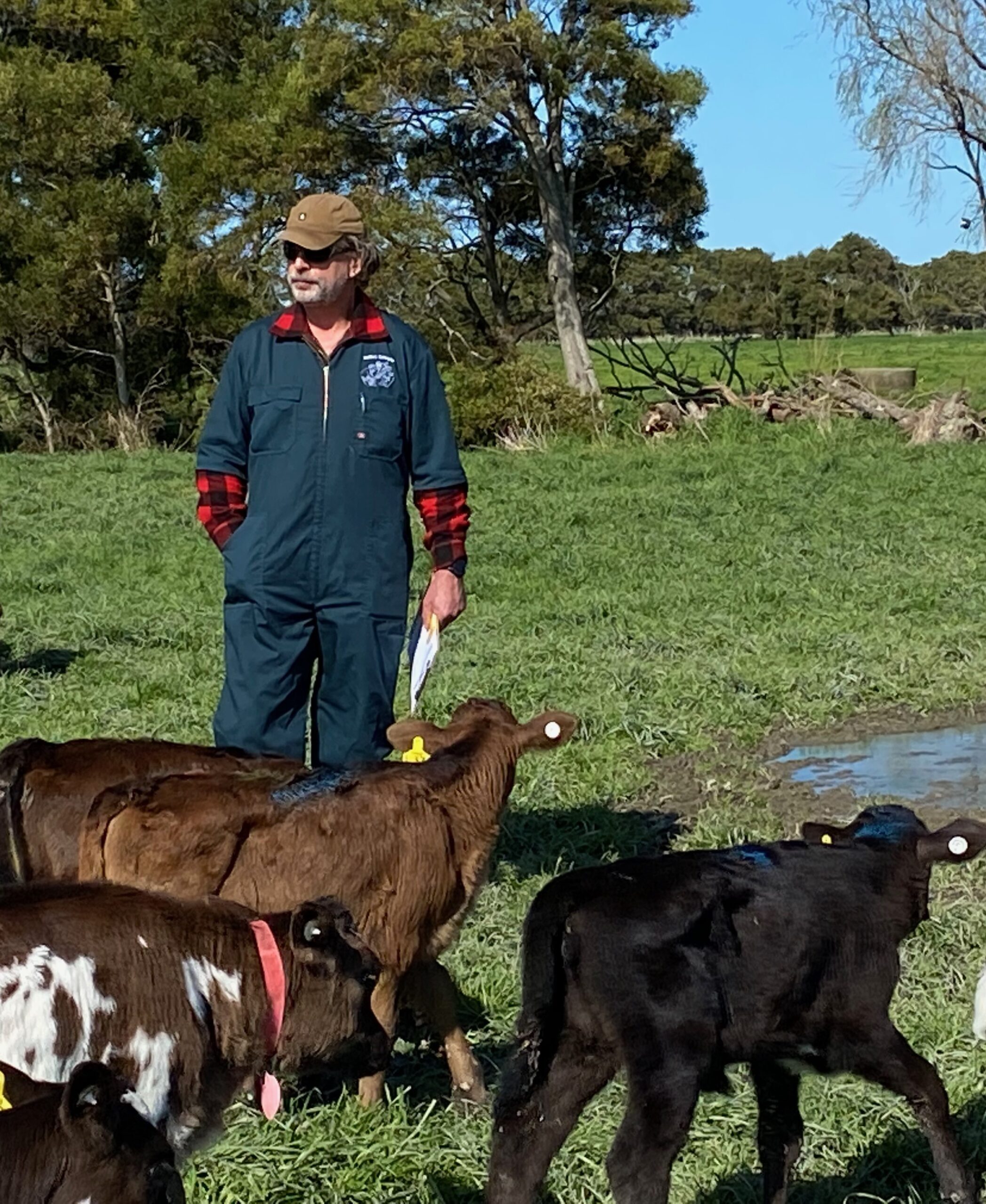 Richard Olde Riekerink with a group of calves during a trial