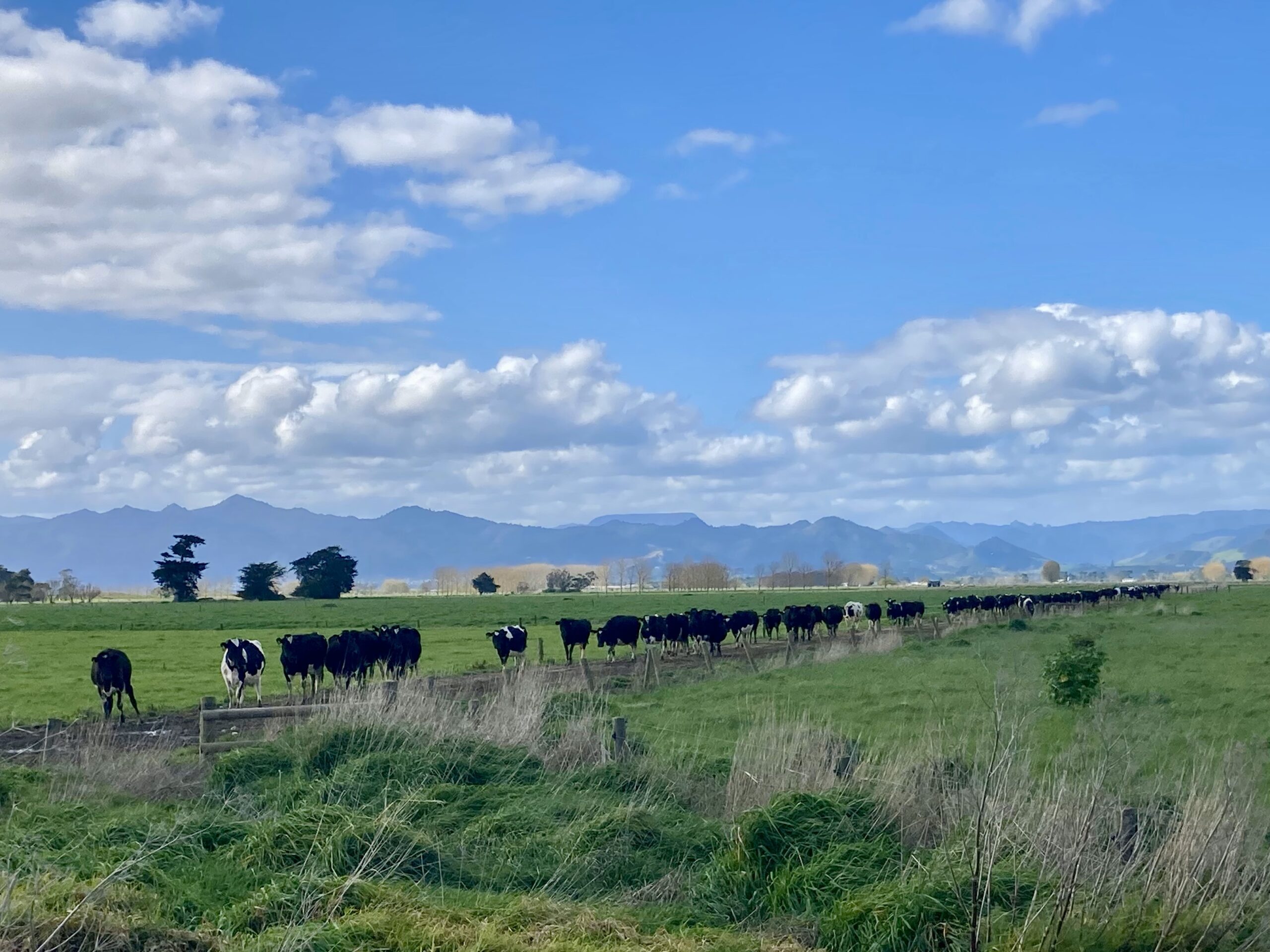 A line of cow walking in the field