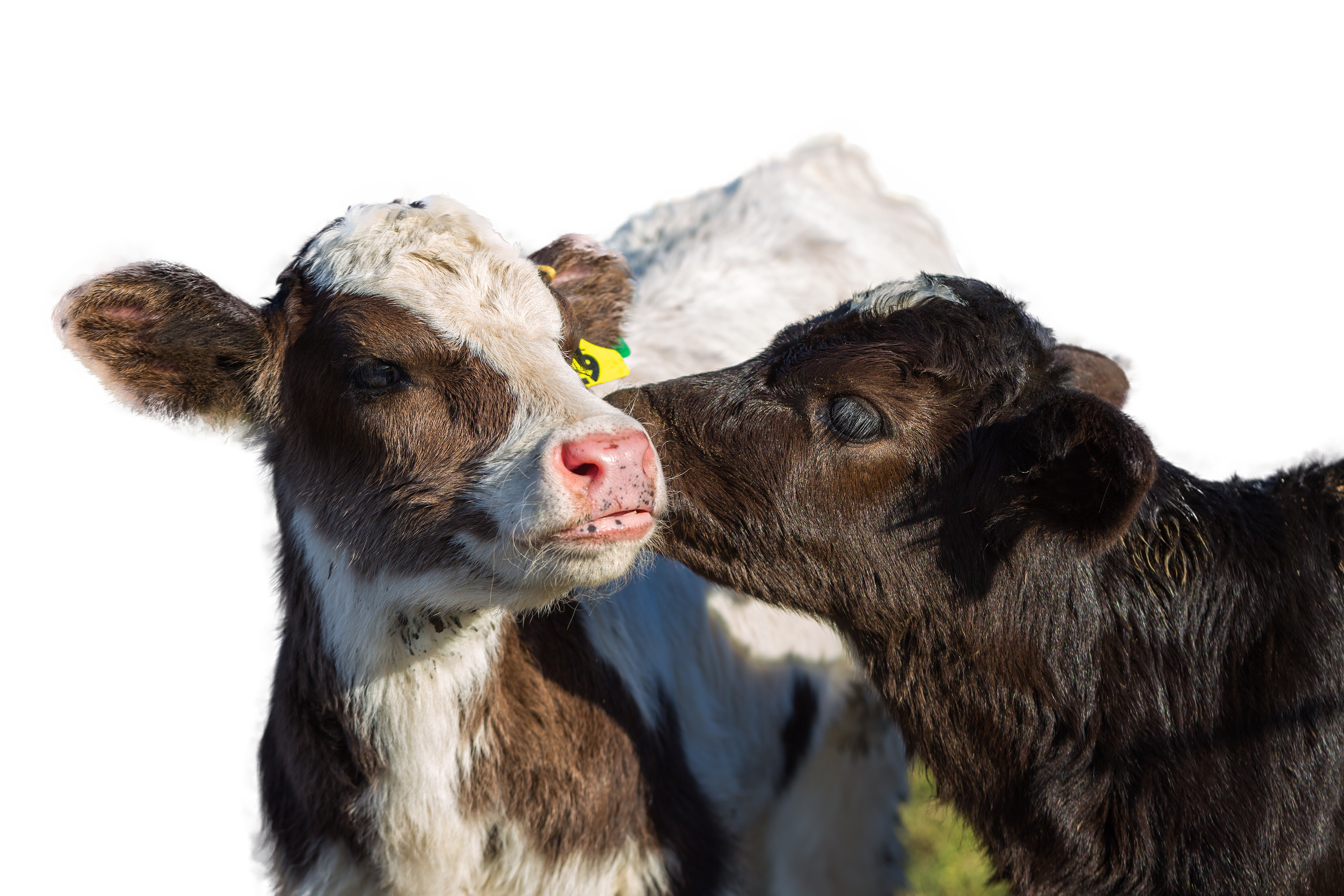 A photo of two cute calves cuddling