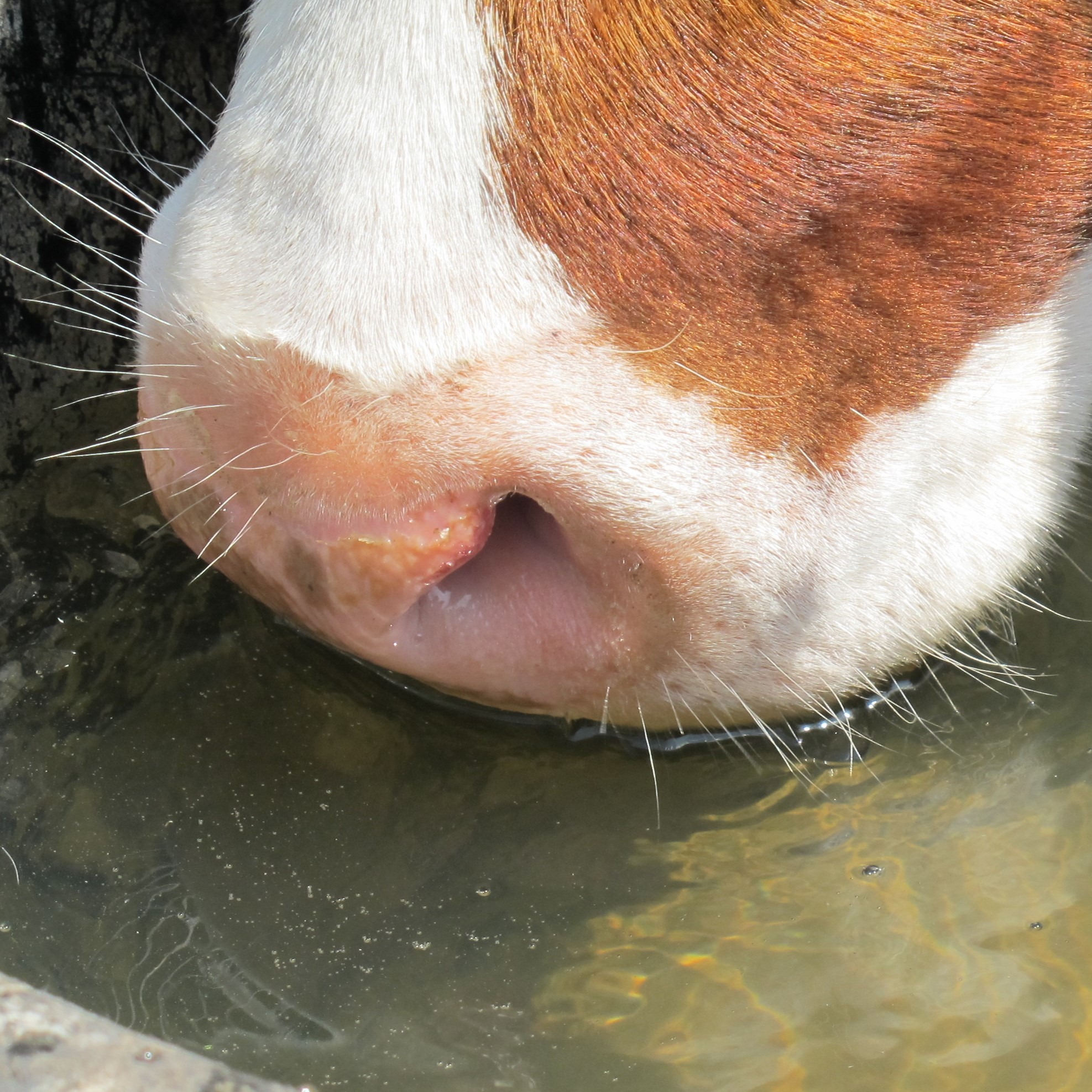 Close up photo of a cow drinking