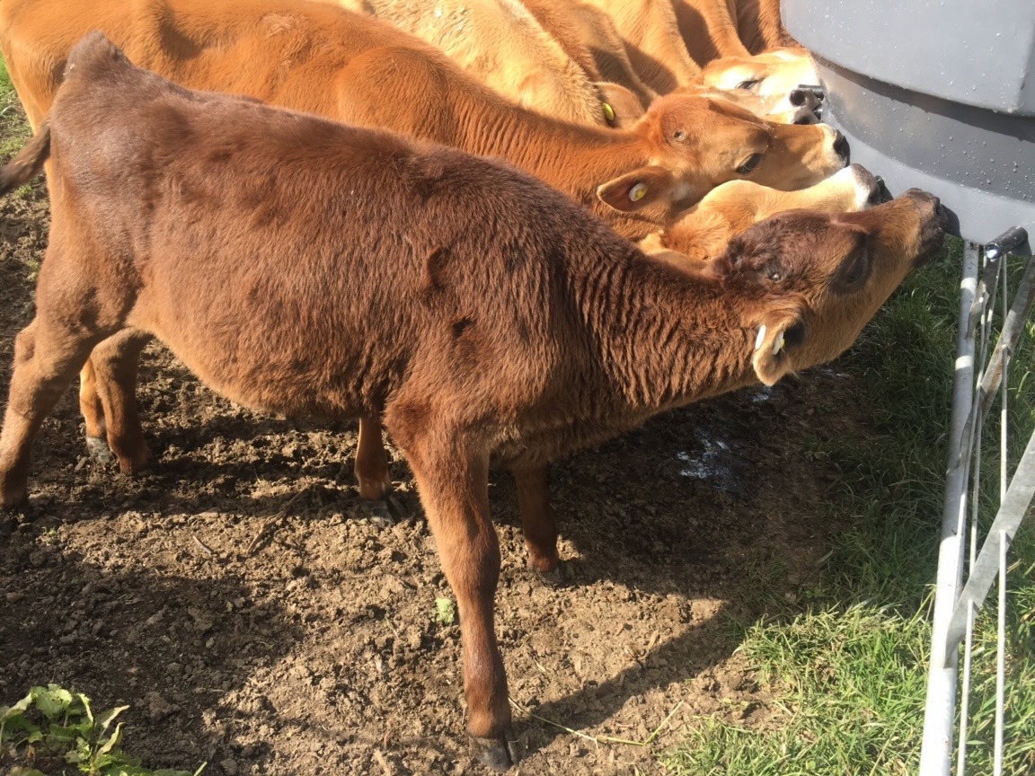 Calves drinking from a water tank