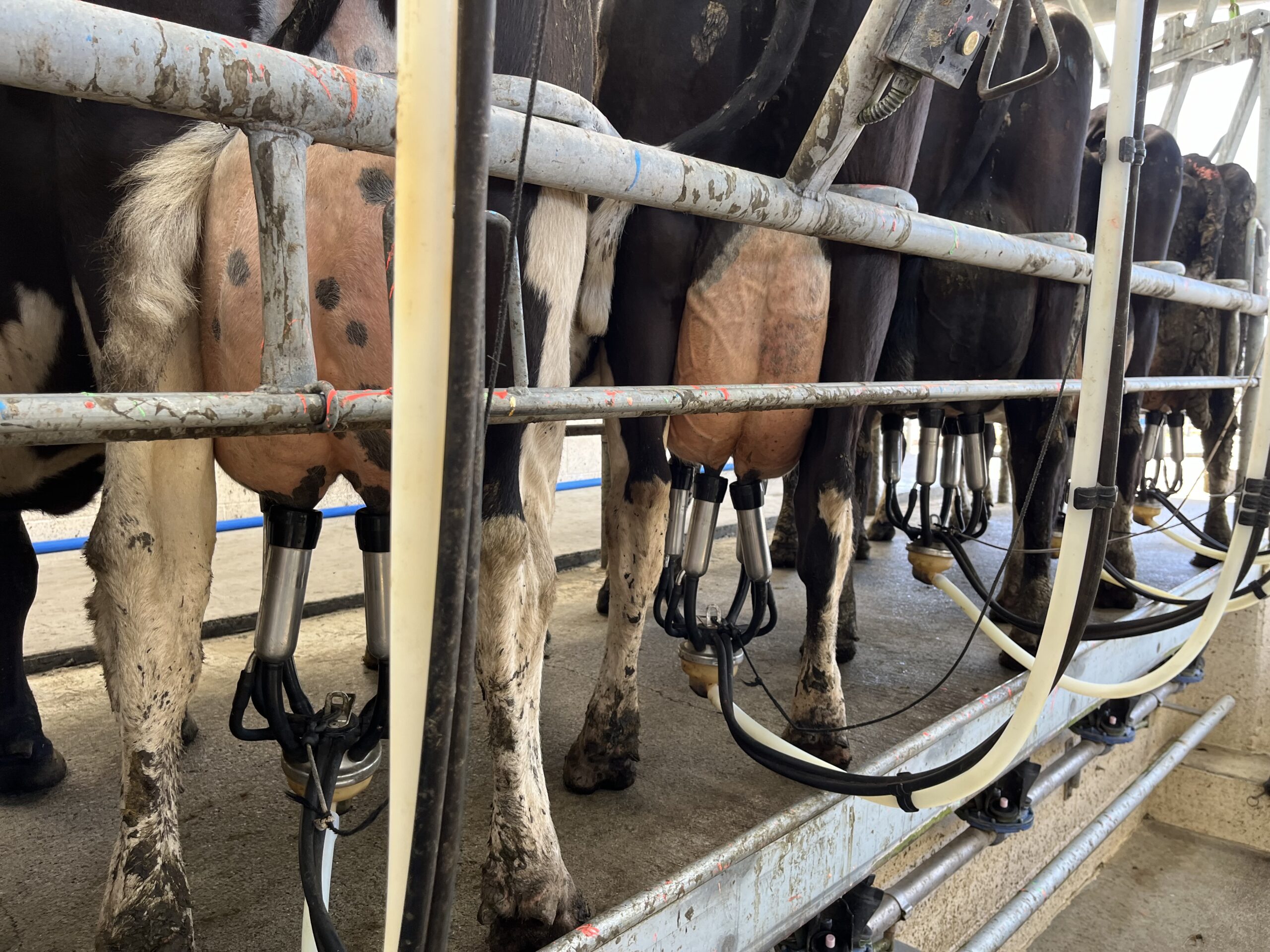 A row of cows at a milking station