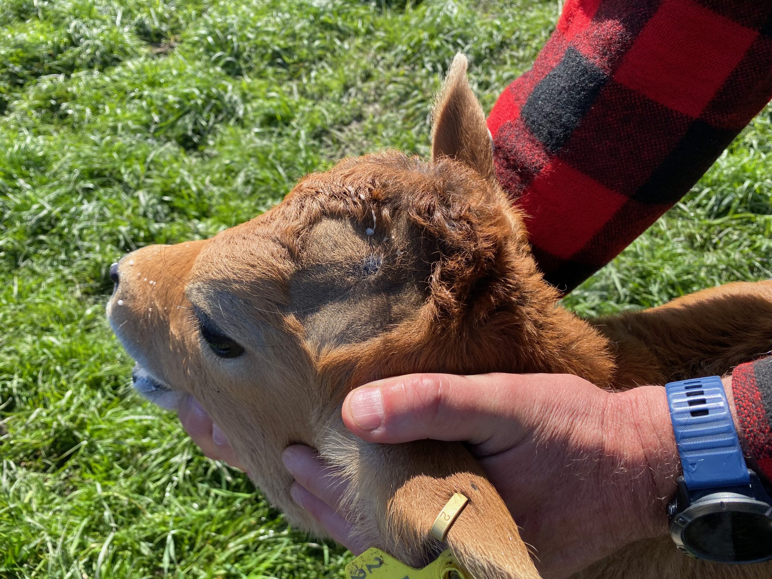 A calf received a disbudding alternative for calf care