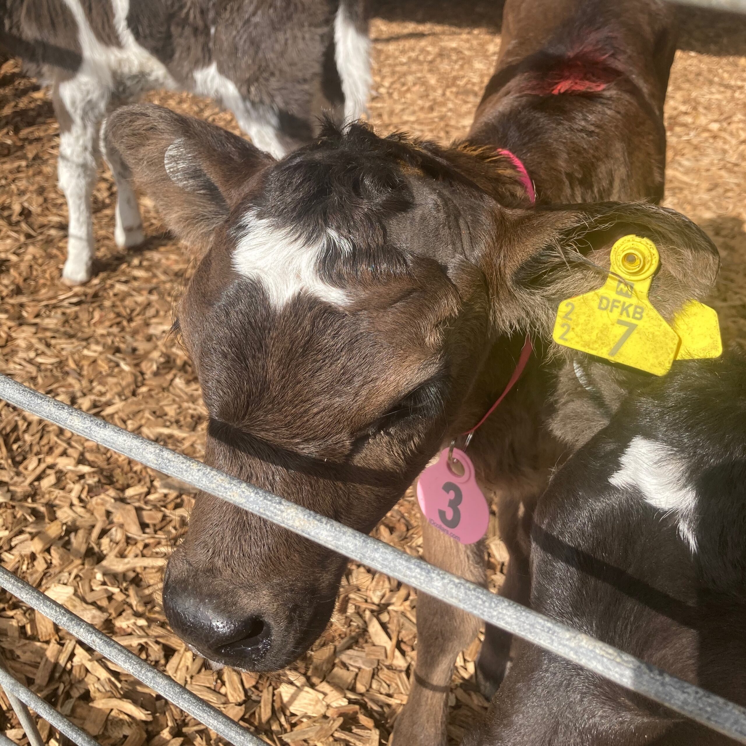 Portait of a calf