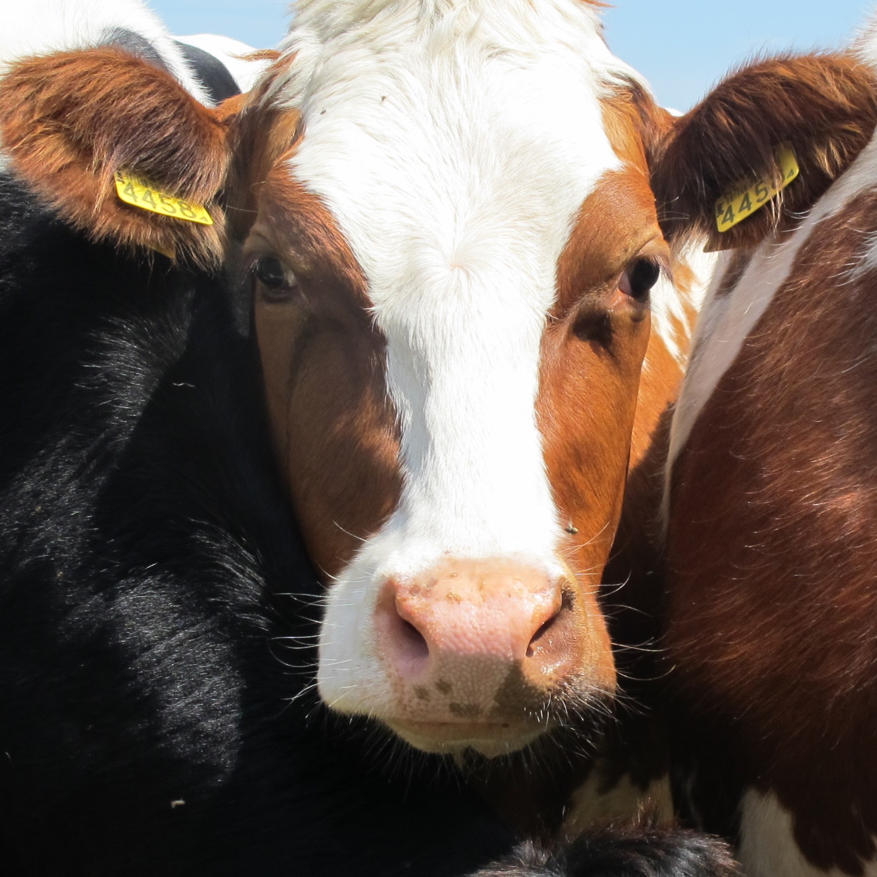 Portait photo of a cow