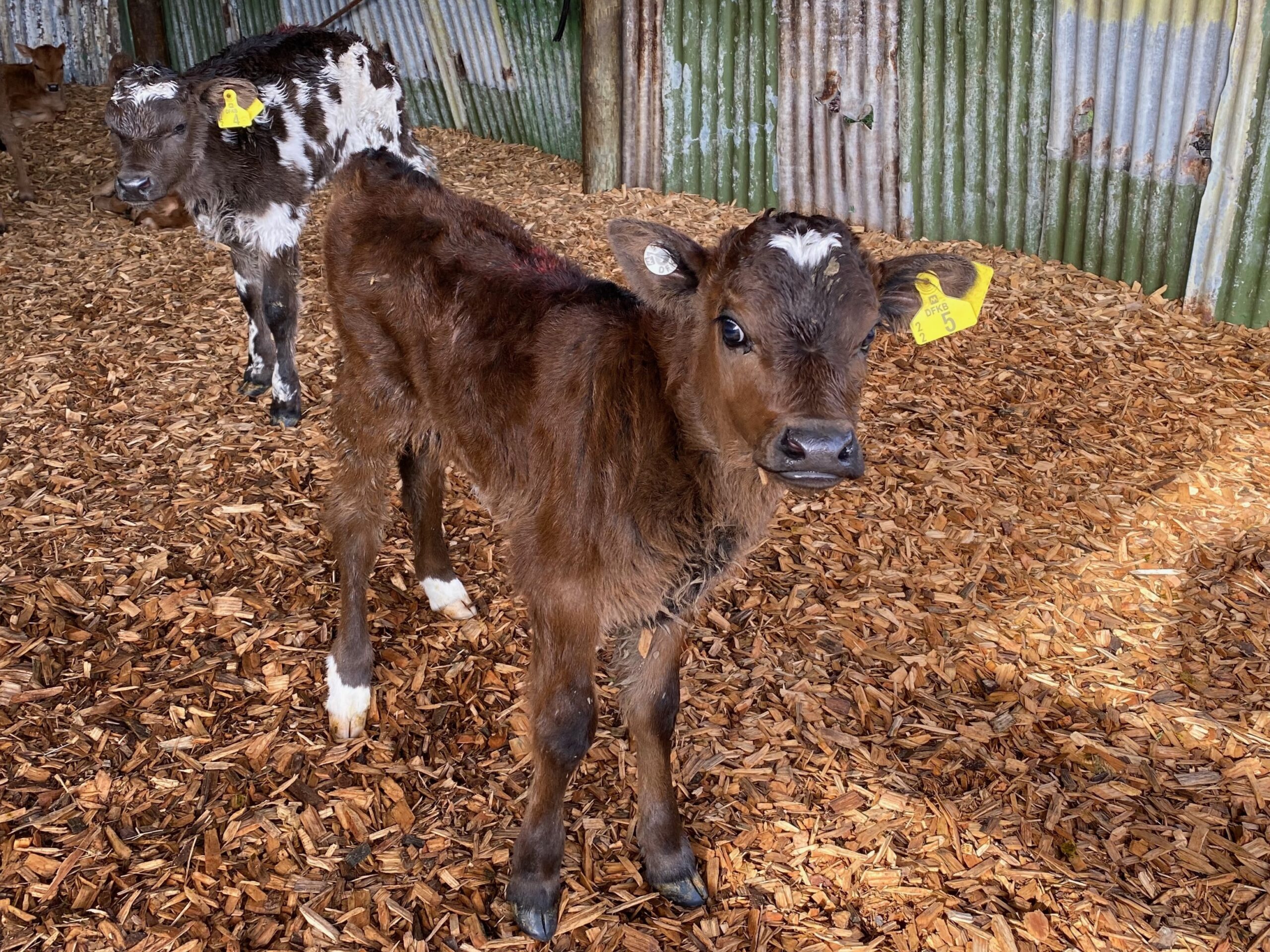 Revolutionizing calf care