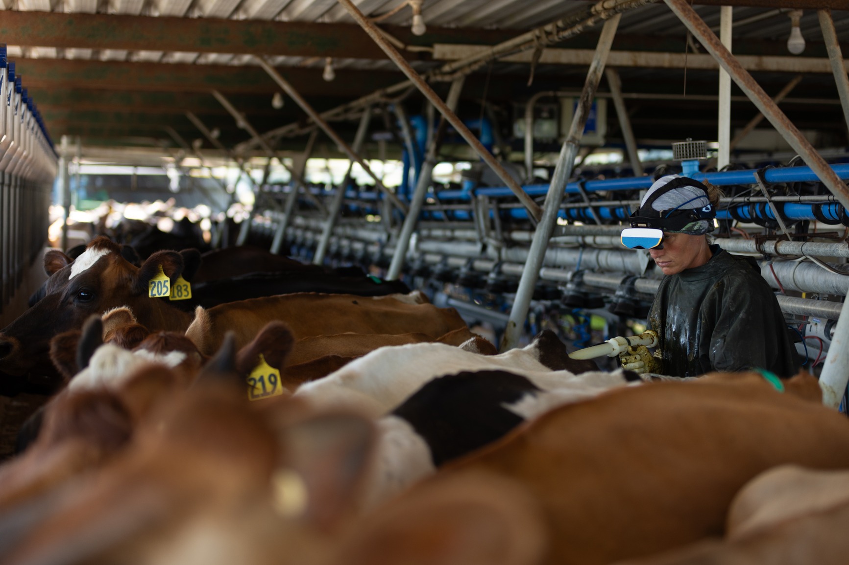 A veterinarian examining a group of calves