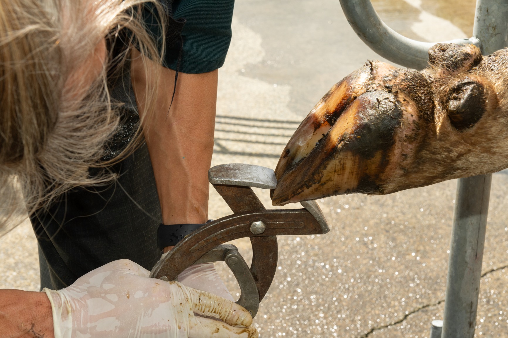 A veterinarian treating a cow