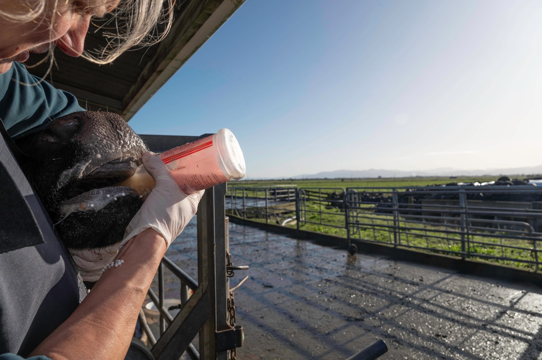 Veterinarian giving the bottle to a calf