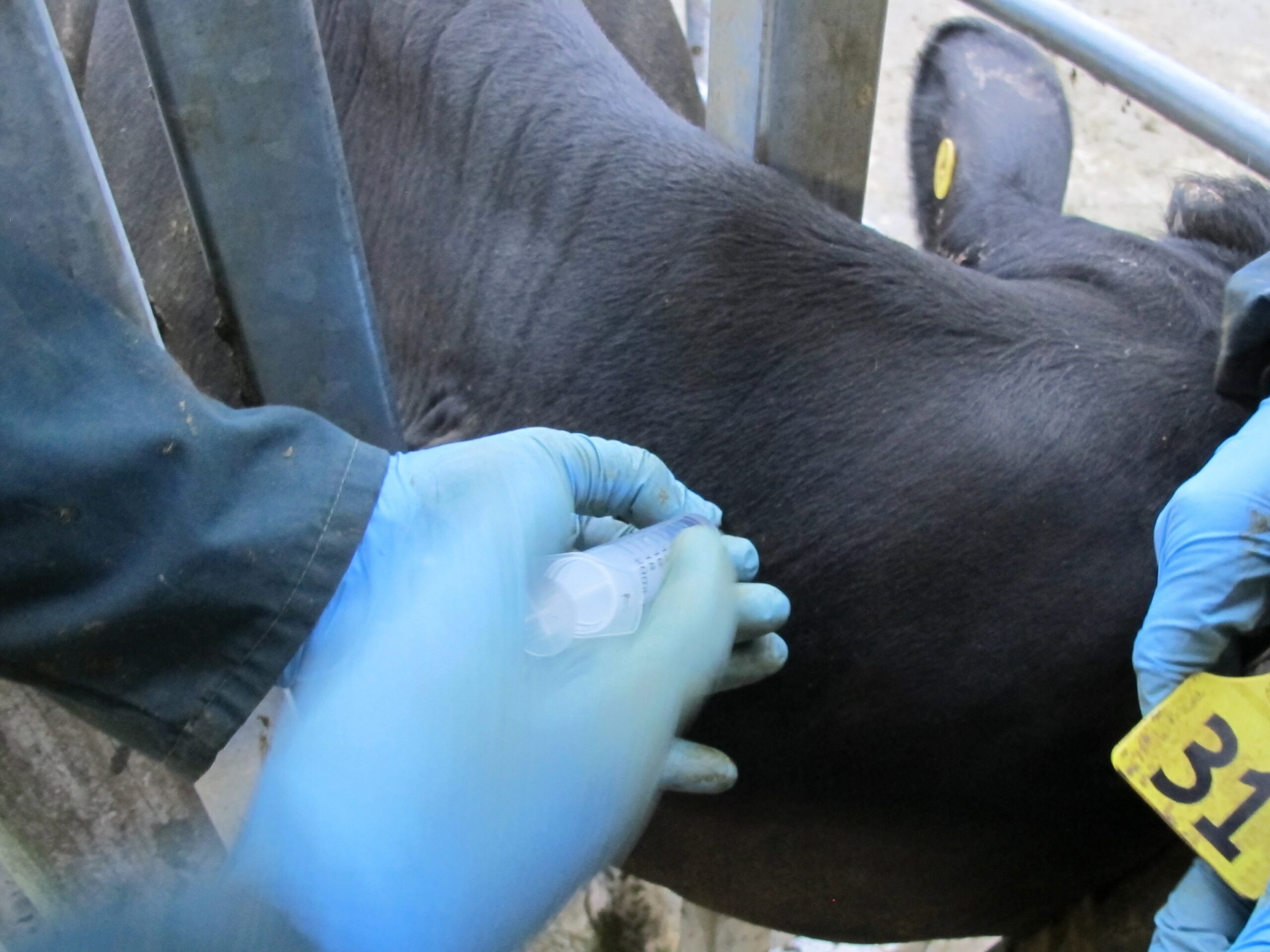 Veterinarian injecting the treatment in the neck region of a cow