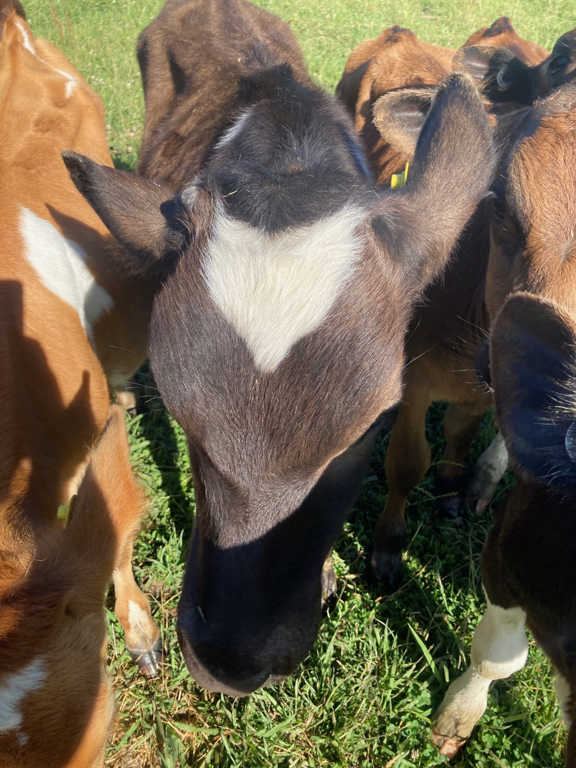 calf heads brown and black