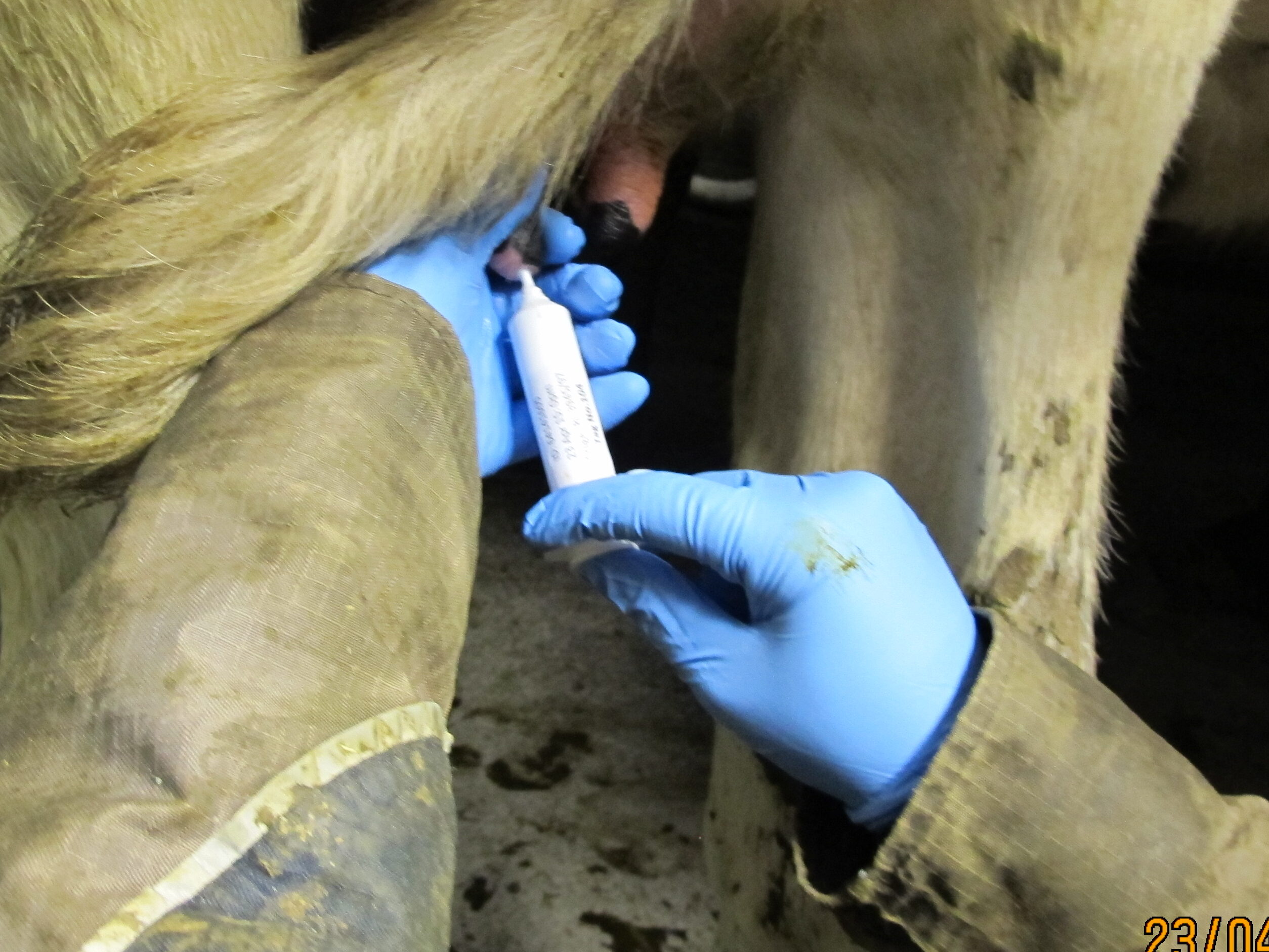 A veterinarian injecting a treatment in cow teats