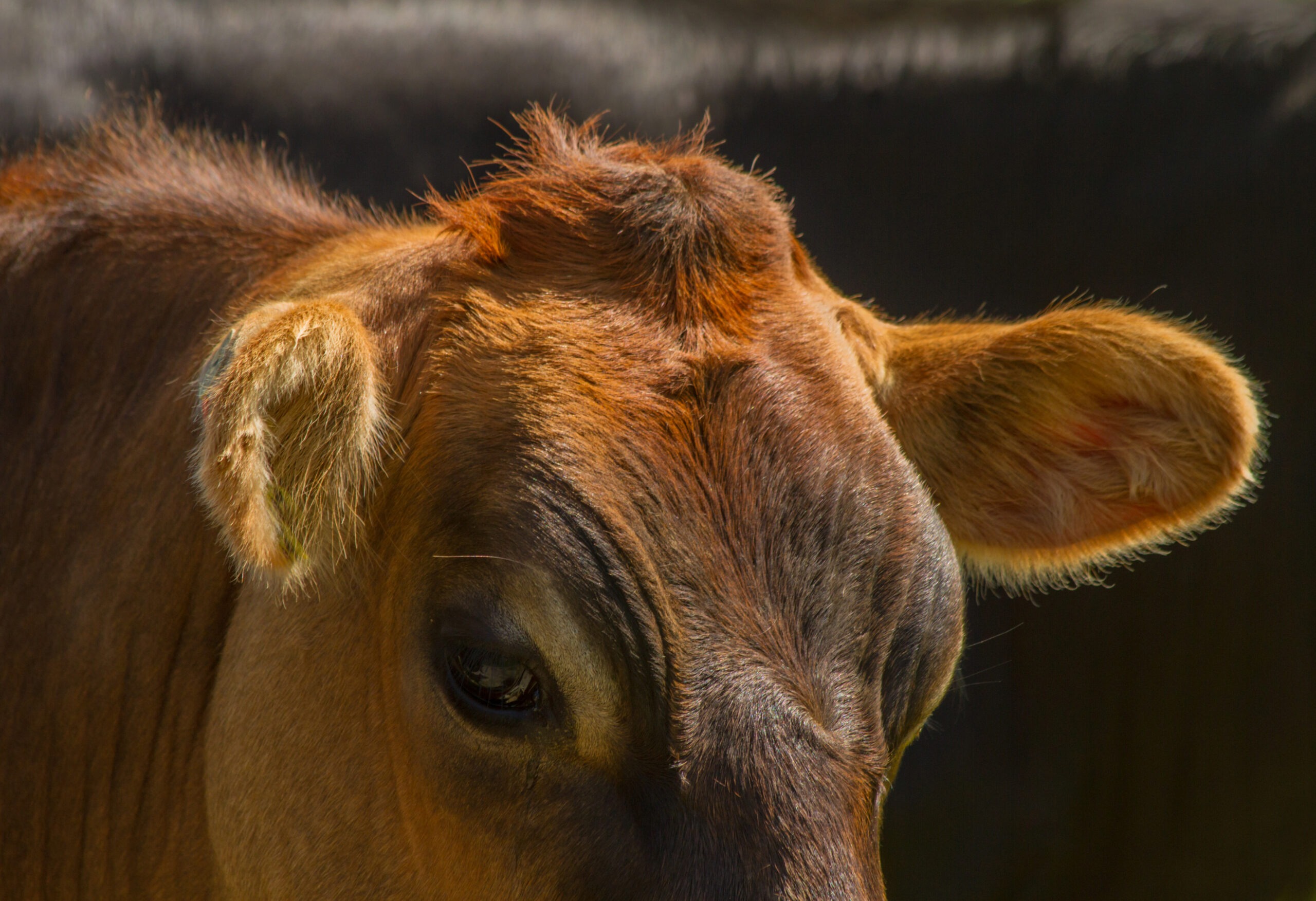 A New Zealand Jersey Cow